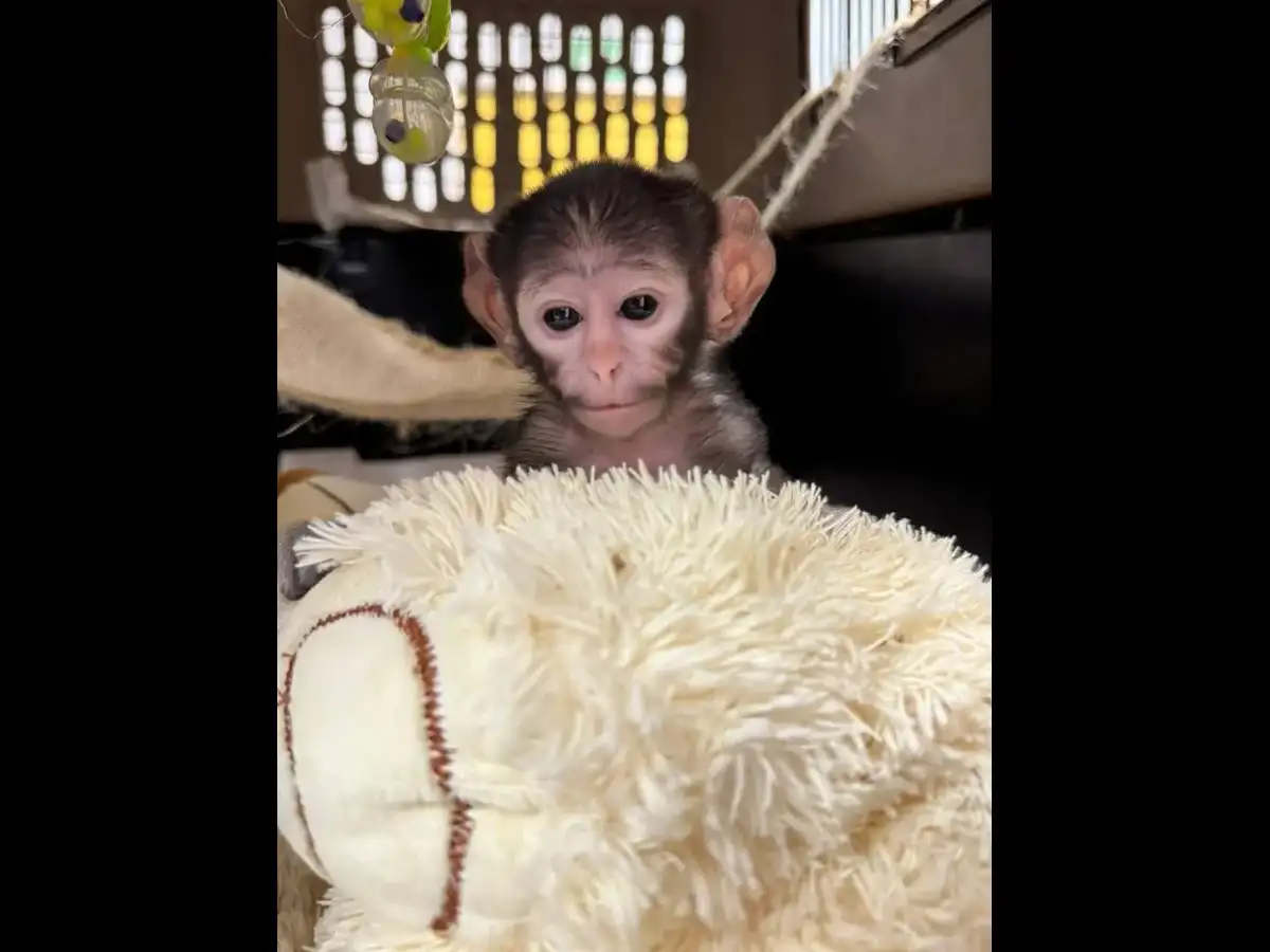Another heart-melting moment like Punch: Baby monkey hugs plush toy after mother’s rejection goes viral