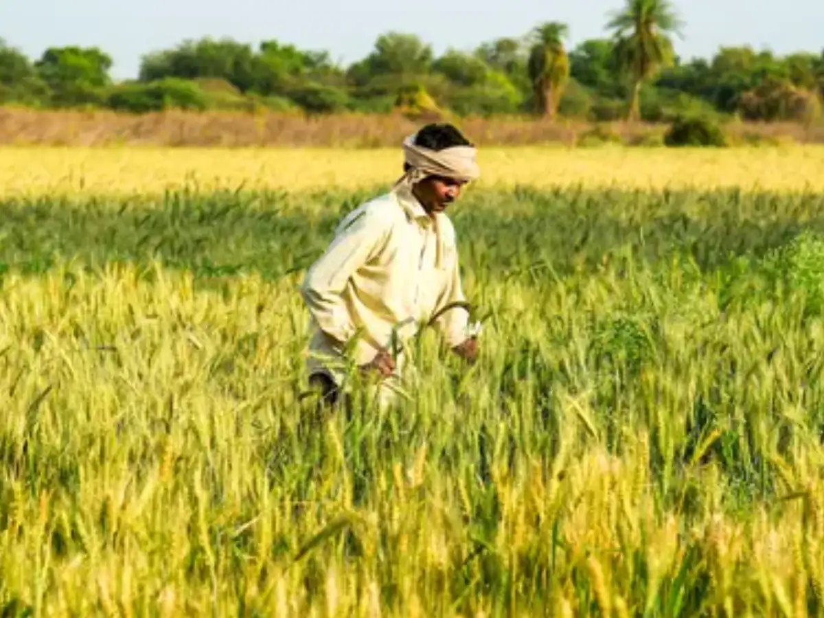 Govt Steps in to Support Farmers with Potato, Gram Procurement Boost