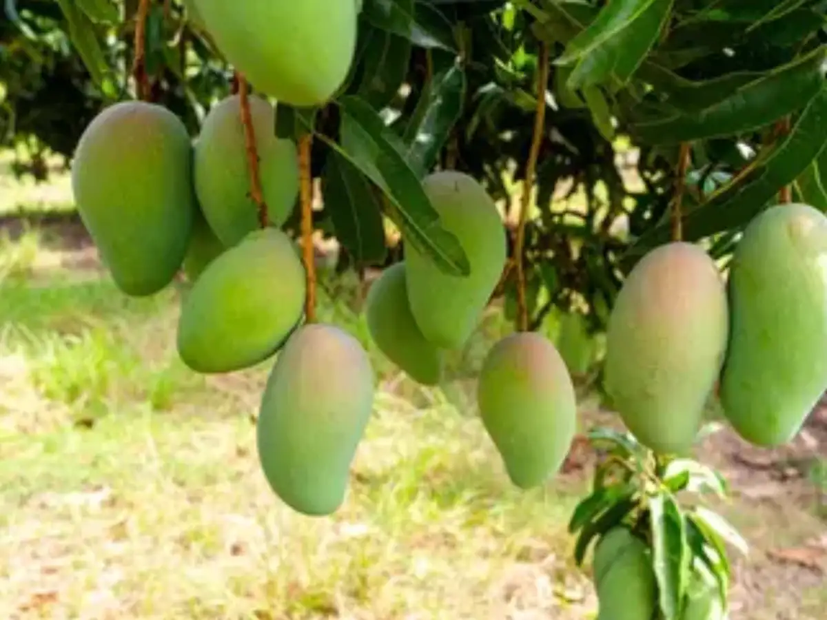 Andhra Pradesh Mango Pulp Exports Hit by Shipping Snags