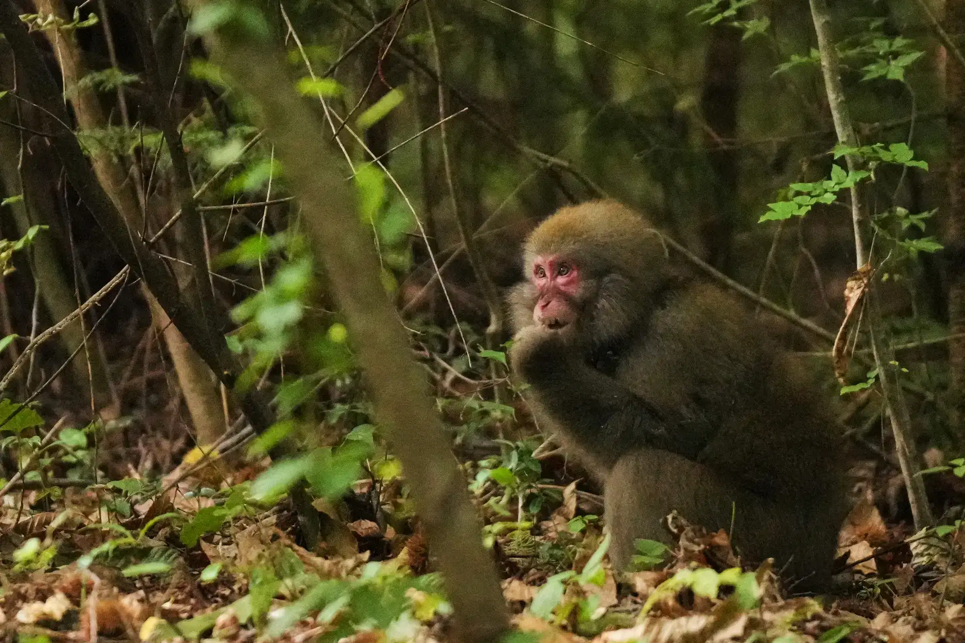 Tourist snacks are making the Rock of Gibraltar's monkeys sick, and their solution will make you laugh