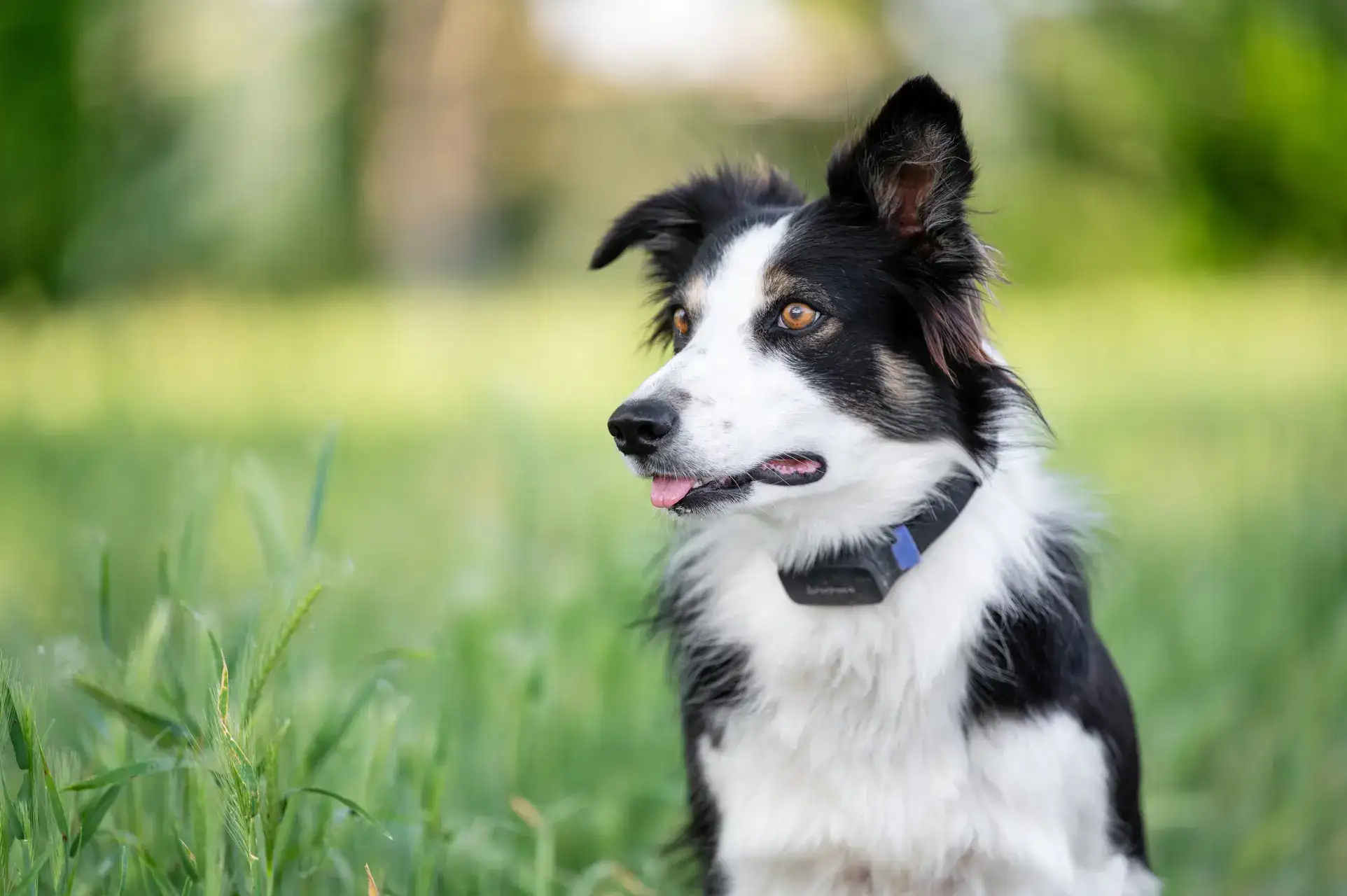 New EU pet travel rules change how British travellers take pets to Europe – Check latest requirements