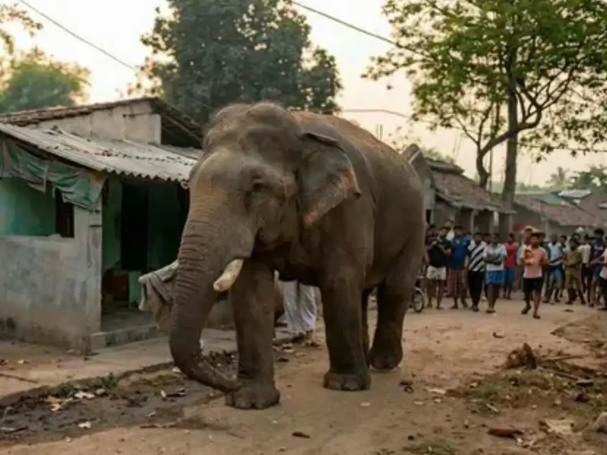 ‘Ramlal’ the elephant strolls into poll queue, adds colour to Bengal voting