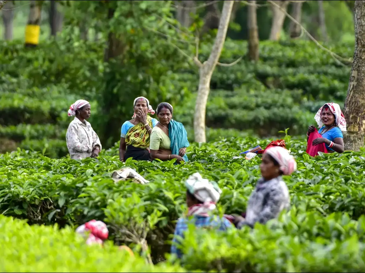 How India Can Shield Its Economy Amid Iran Conflict Risks