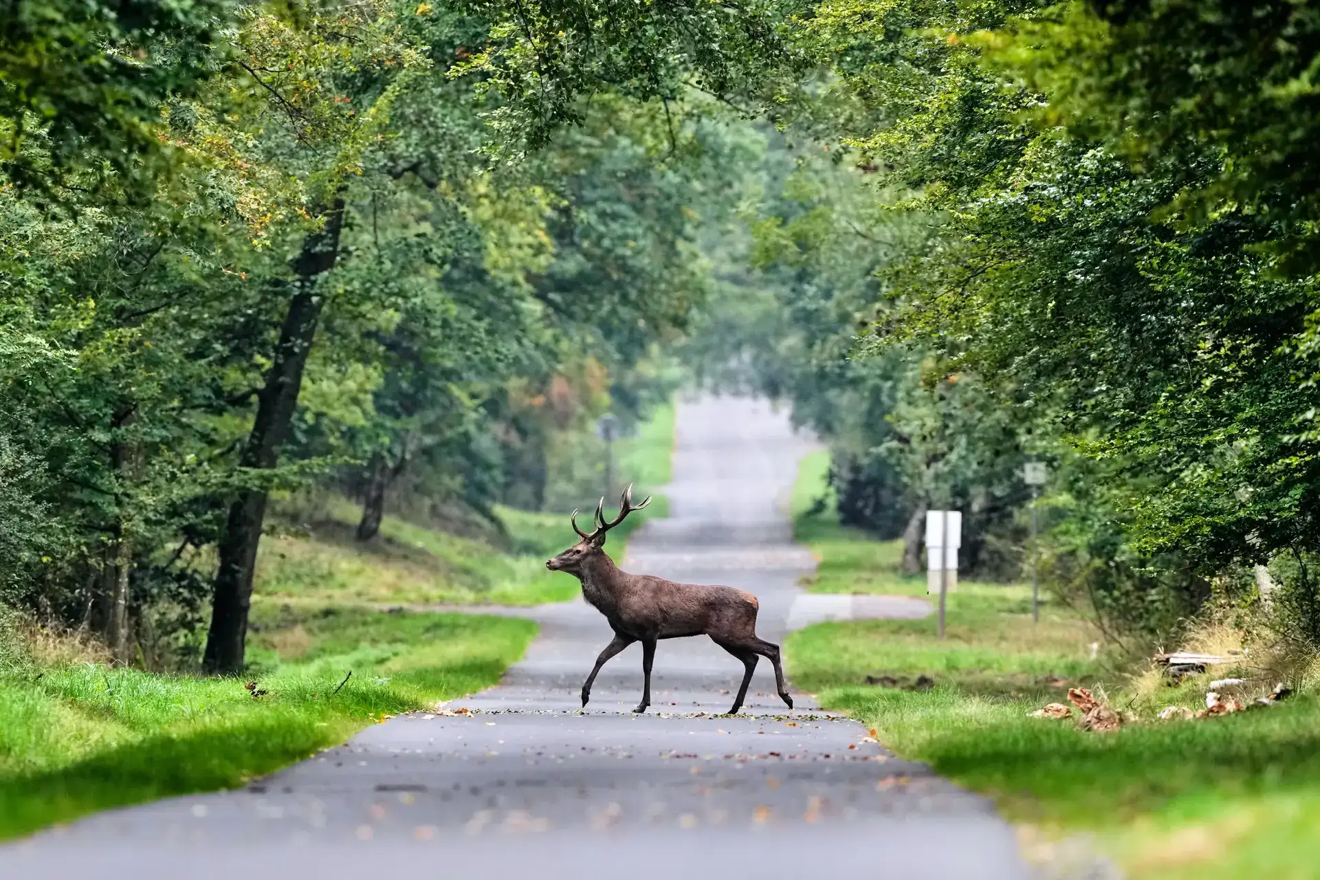 Extreme weather could endanger over one-third of land animal habitats by 2085, study warns
