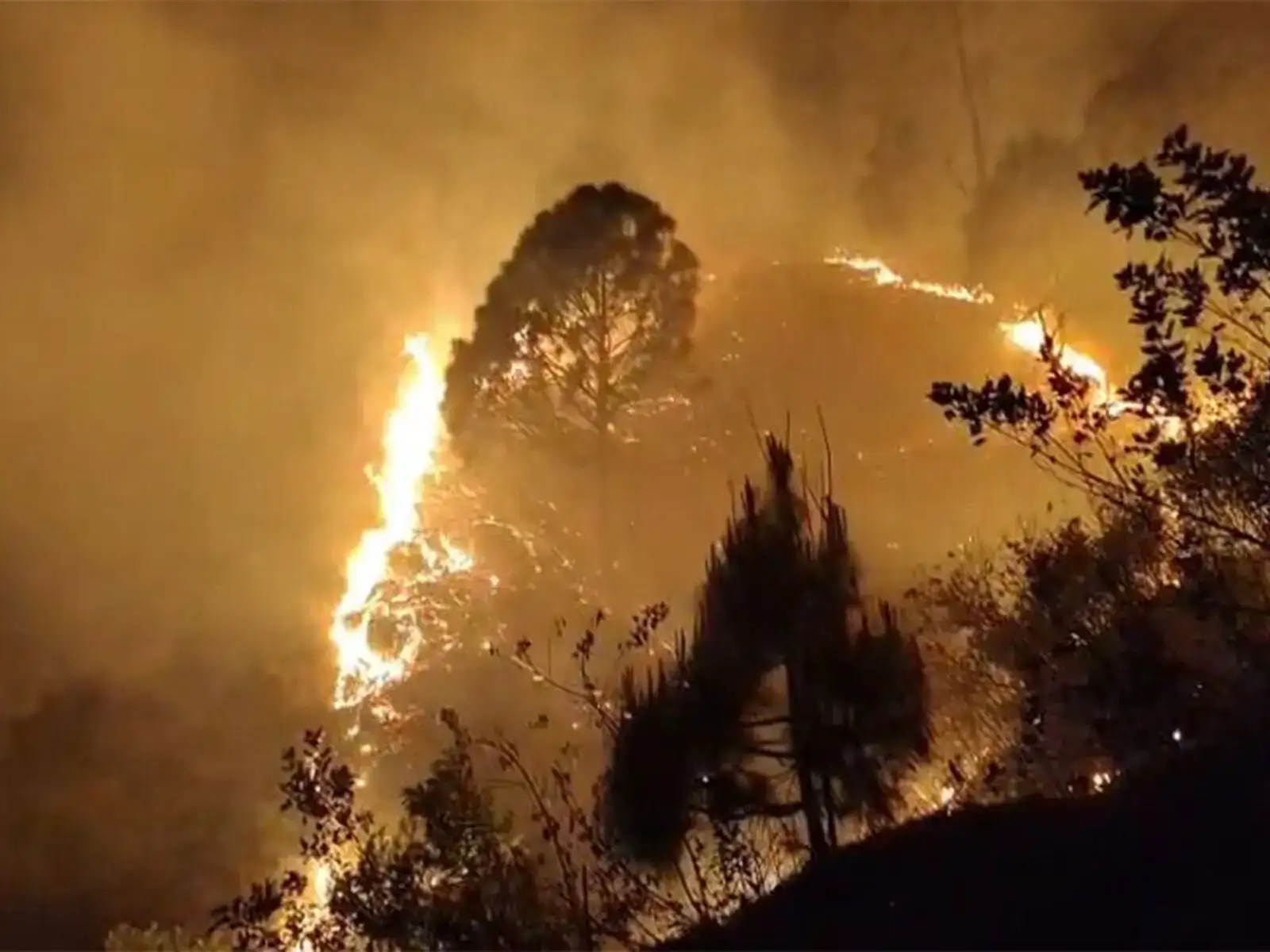 Uttarakhand: 20 forest fire incidents reported in Rudraprayag, 15 hectares affected