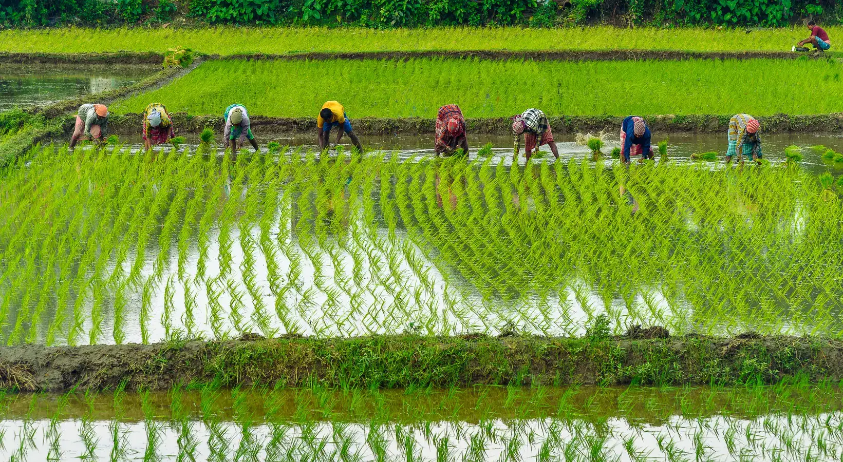 How Climate-Resilient Farming Could Reshape Indian Agriculture