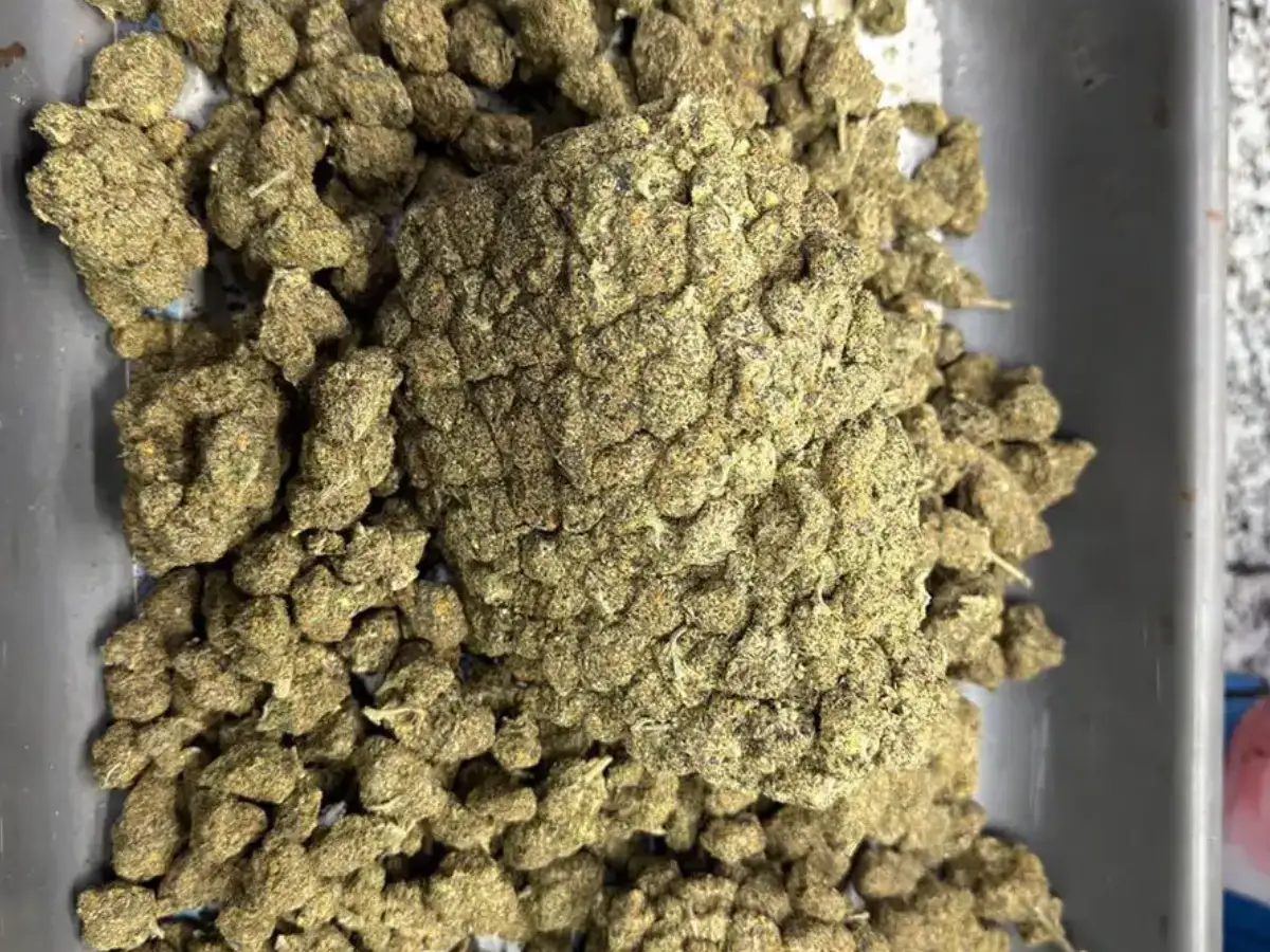 Customs seizes contraband worth Rs 36 lakh at Kolkata Airport