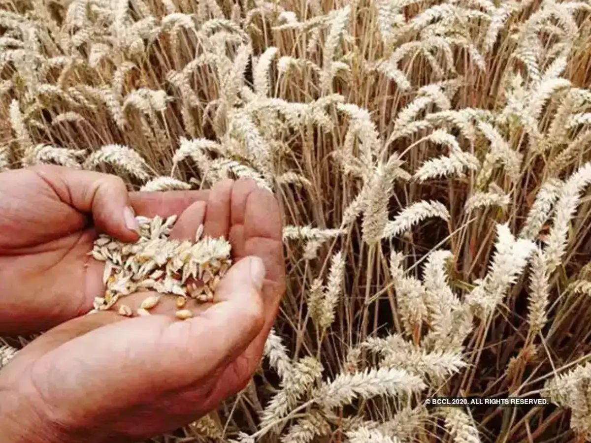 India's Wheat Production Stays Resilient Amid Weather Challenges