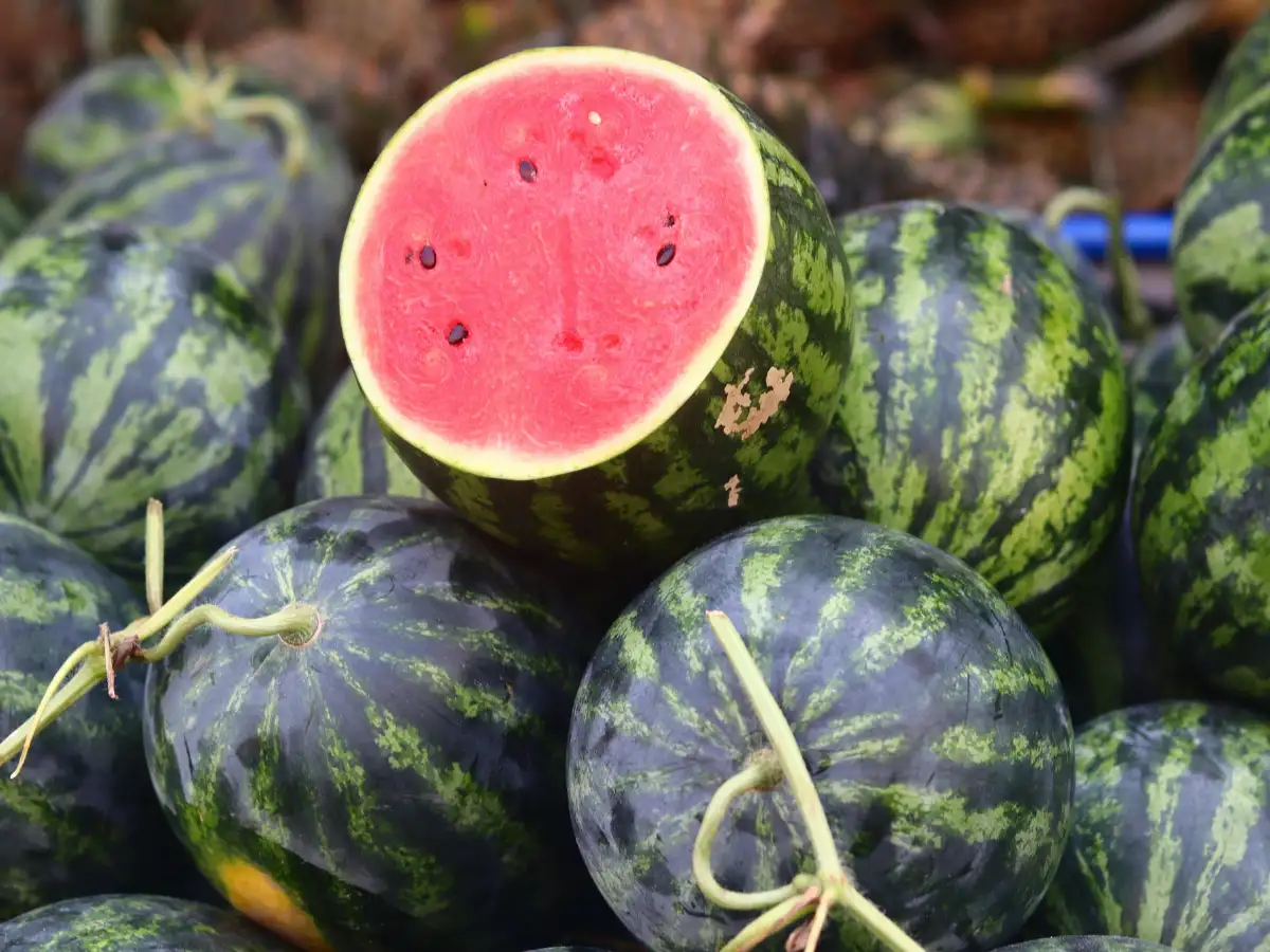 How to spot real and fake watermelon: Simple home tests to do amid FSSAI findings of adulterated fruits in markets
