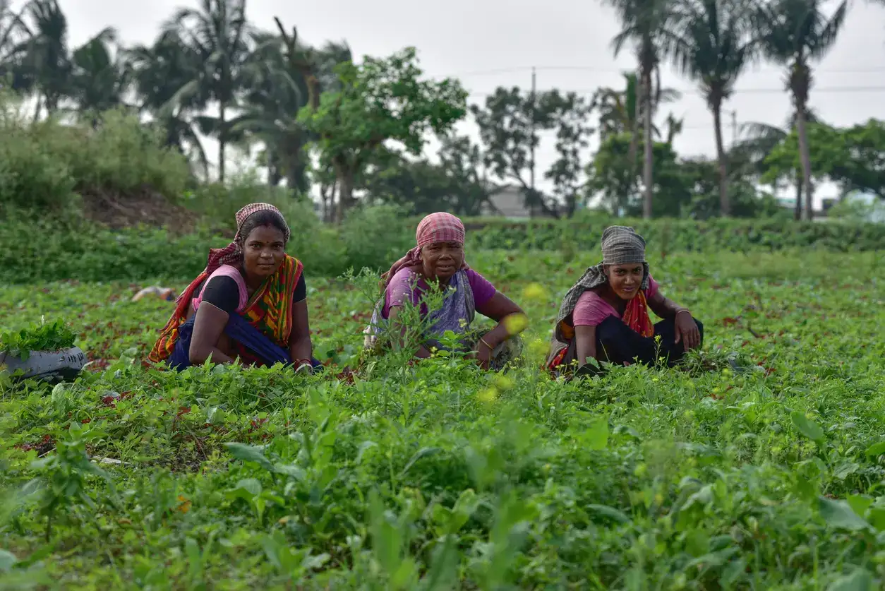 FPOs hold promise for smallholders, but face deep structural constraints: Study