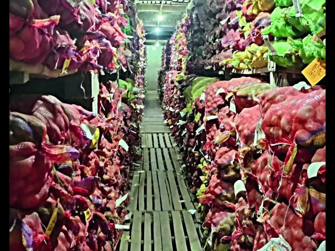 Bardhaman’s potato economy in focus as farmers weigh choices amid Bengal polls