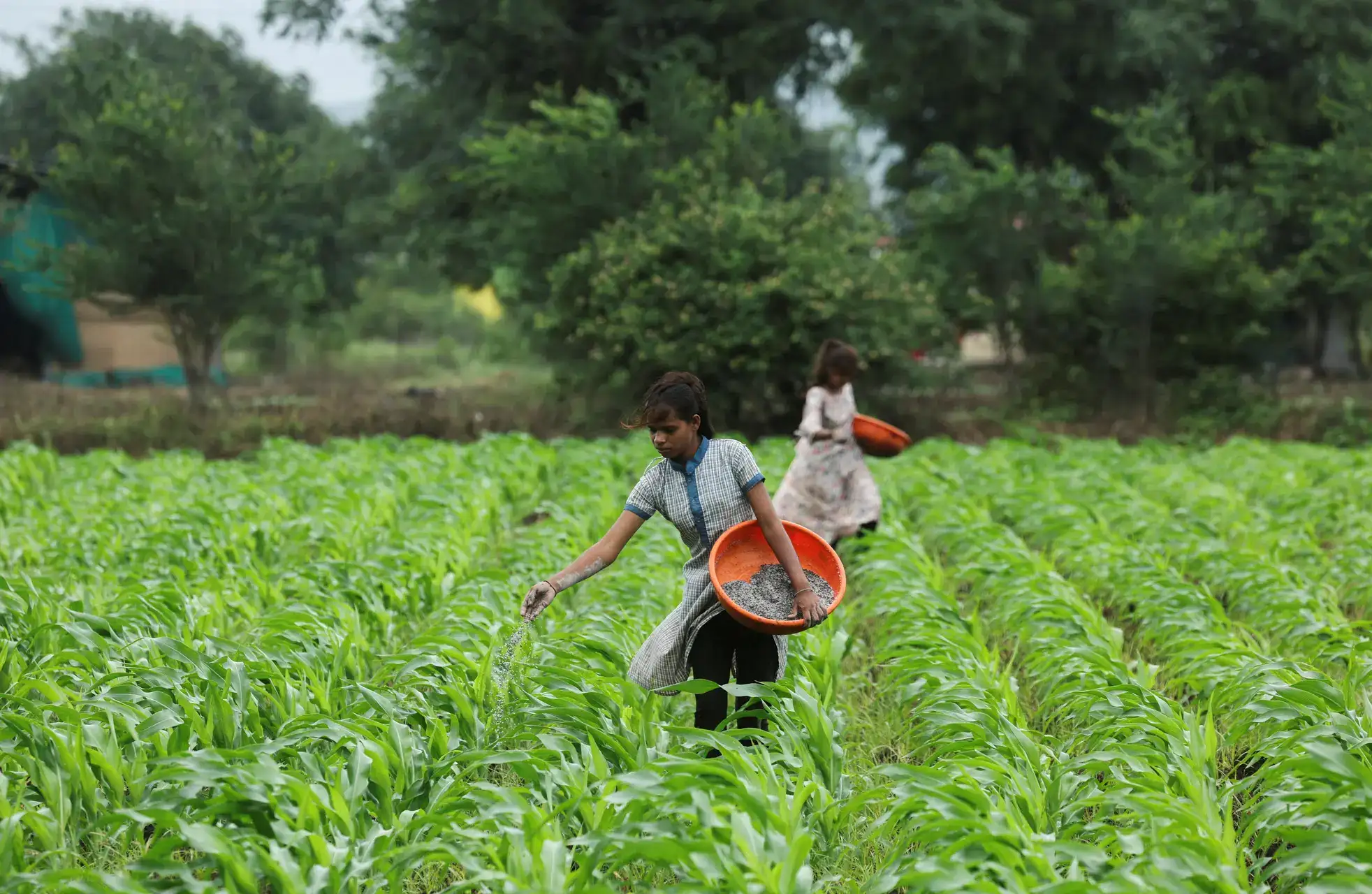 India's Farm Output Reaches Record 357 MT in 2024-25