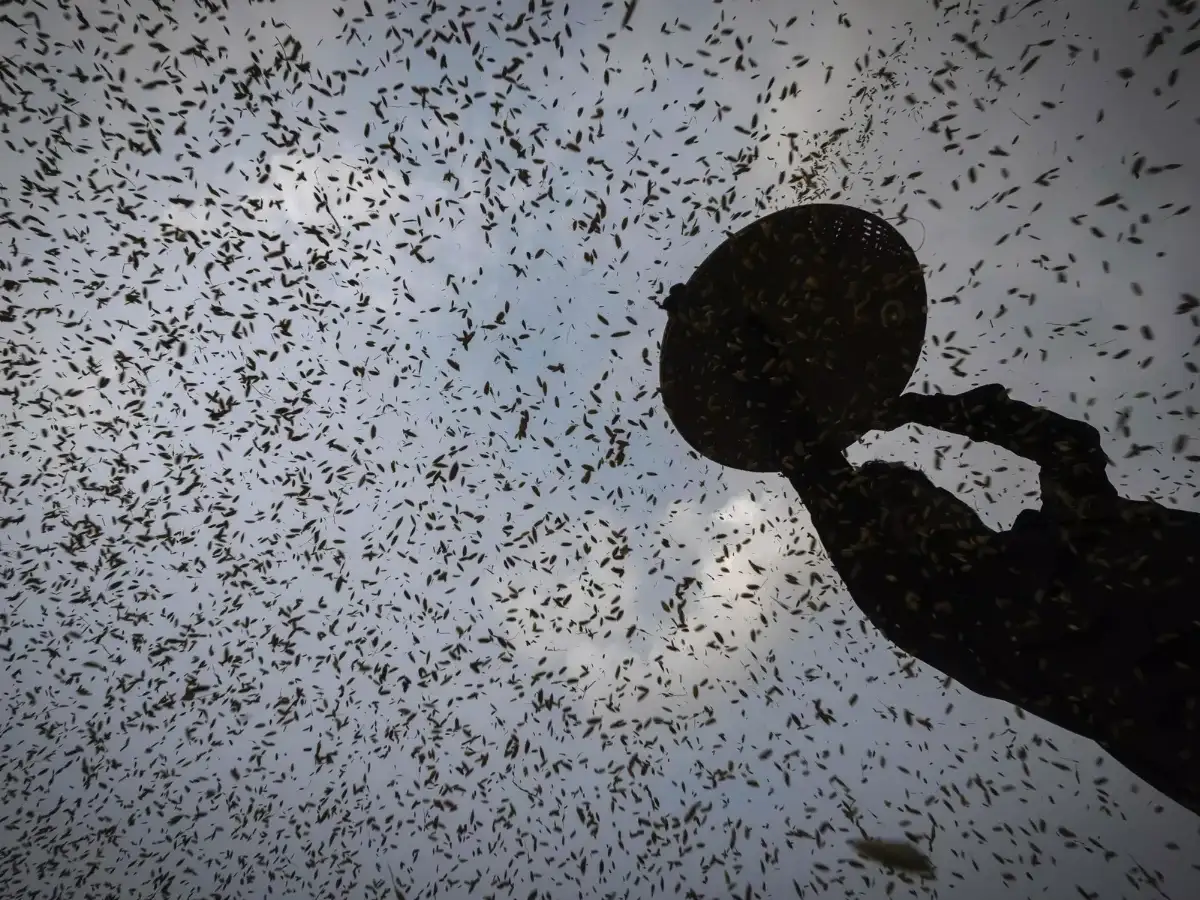 India Invokes WTO Peace Clause for FY25 Rice Subsidies