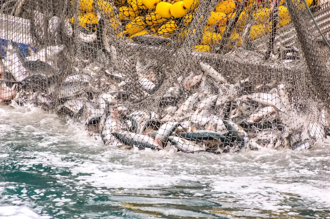 India’s marine fish catch up 3% in 2025; mackerel tops landings: CMFRI
