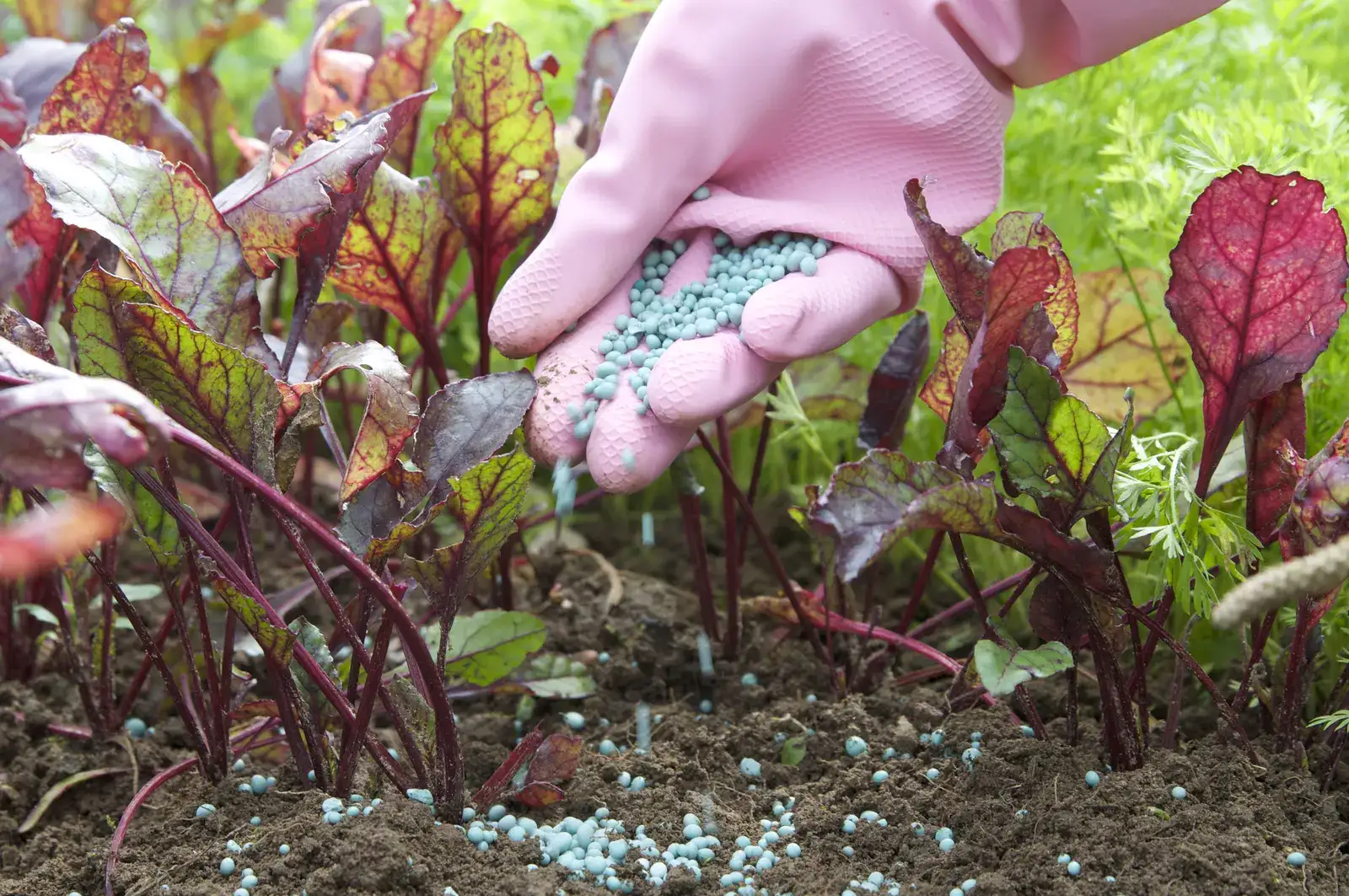 Fertiliser output steady despite West Asia crisis; govt secures 37 lac ton urea imports for kharif