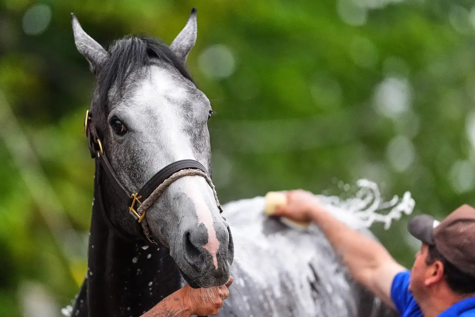 Great White Kentucky derby 2026 horse video: What happened to Great White? Why did Great White scratch?