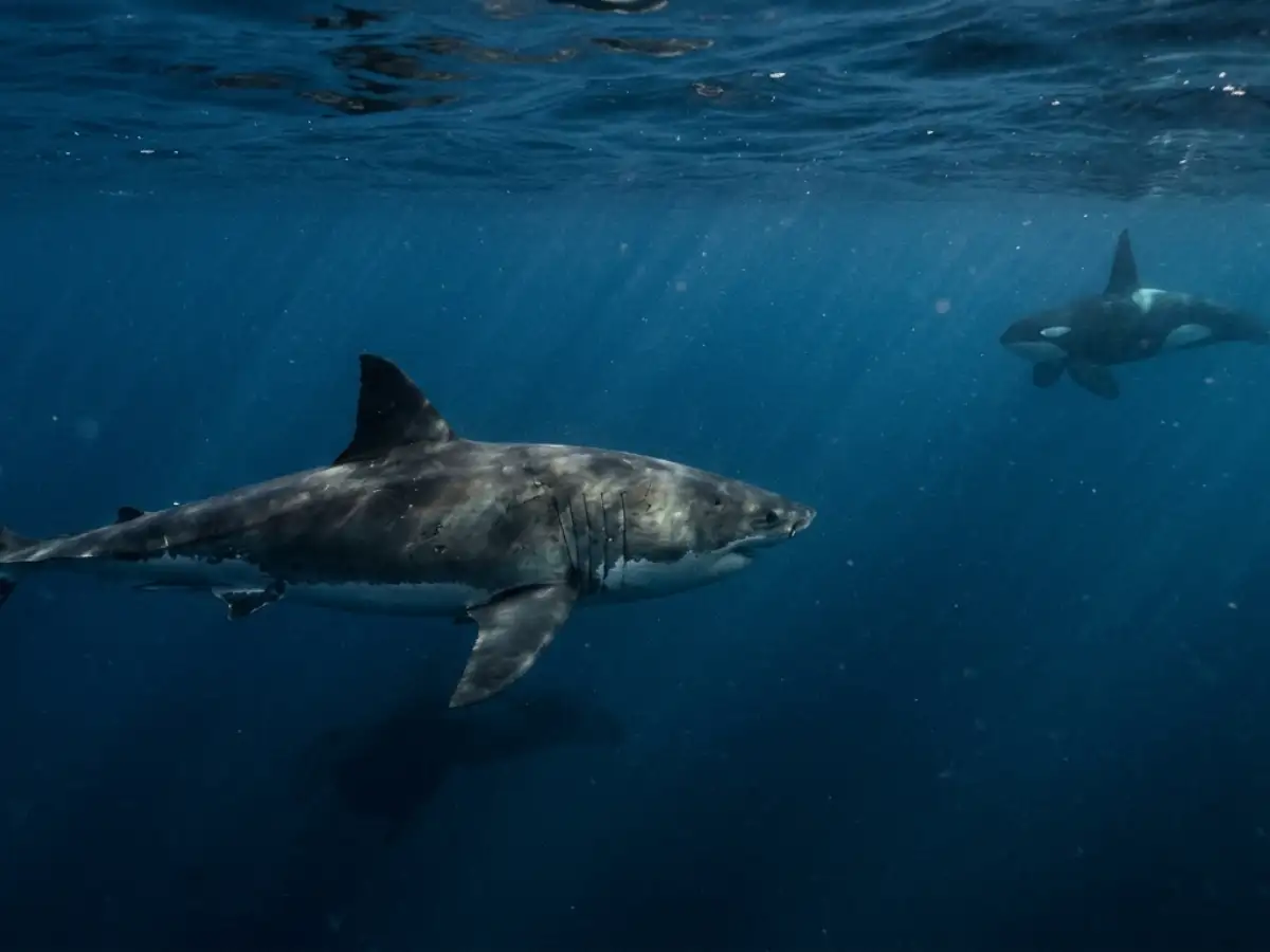 Why Even Great White Sharks Quietly Leave When Orcas Show Up