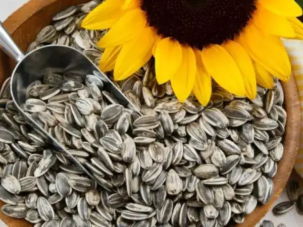 Centre okays sunflower seed procurement in Karnataka, extends purchase window for gram in Maharashtra