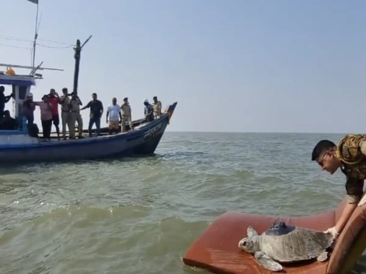 She left Maharashtra, crossed the deep Arabian waters, and nearly reached Oman after 3,500 km trip, then does the unexpected
