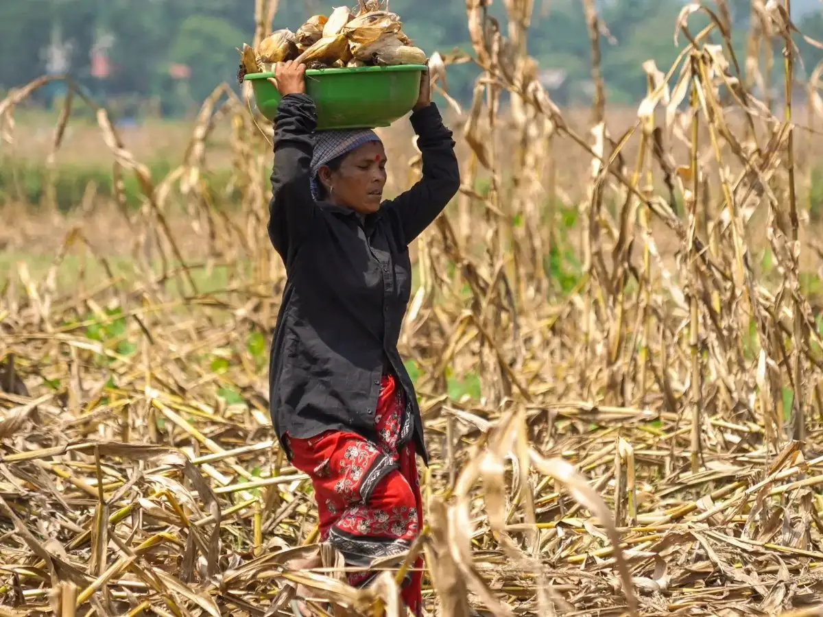 Farm sector suicides at 10,546 in 2024, second straight yearly decline: NCRB report