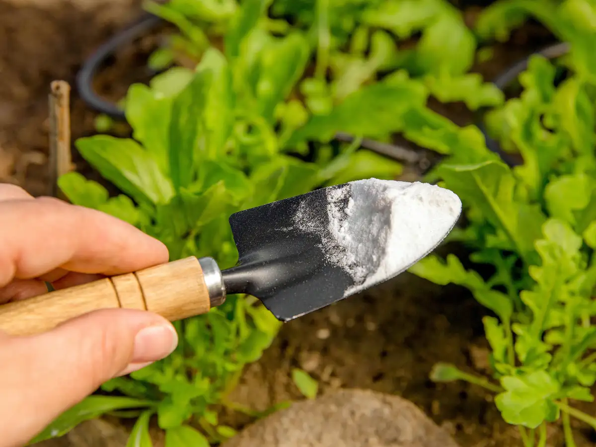 How to use baking soda as natural pest control solution & make your plants healthier