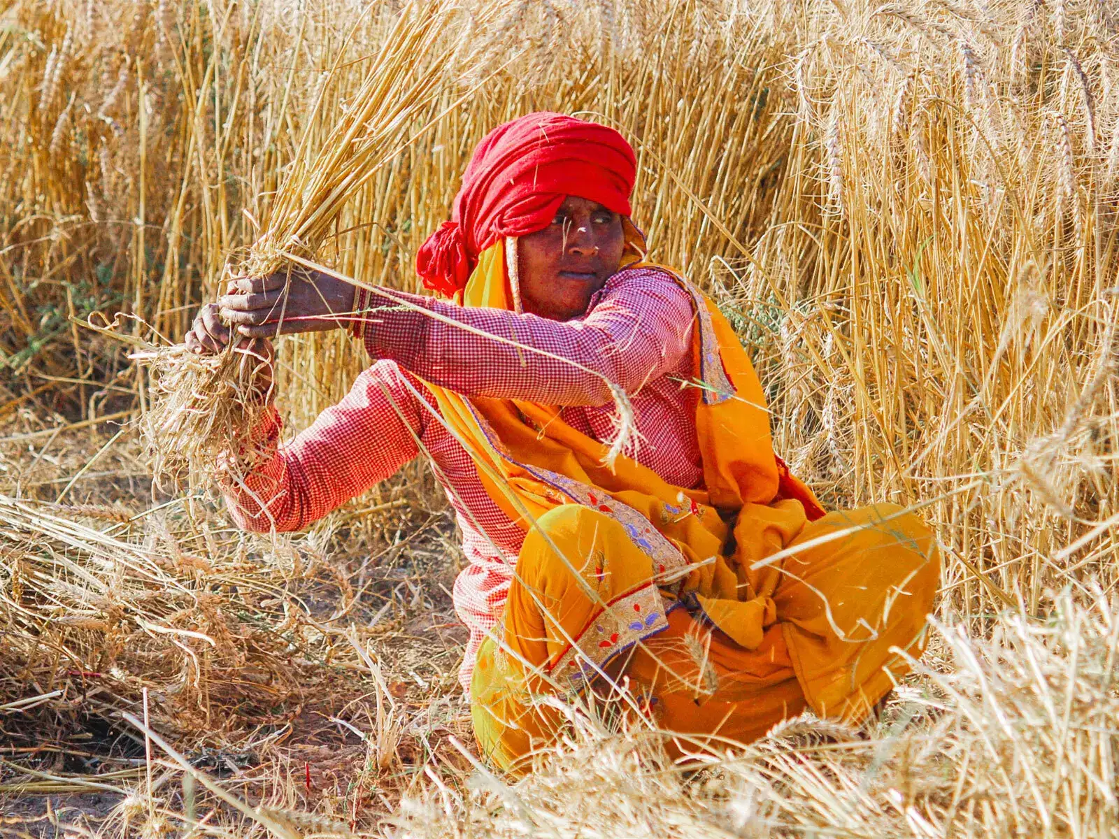 India released nearly 3,000 climate-resilient crop varieties during 2014-25: Govt