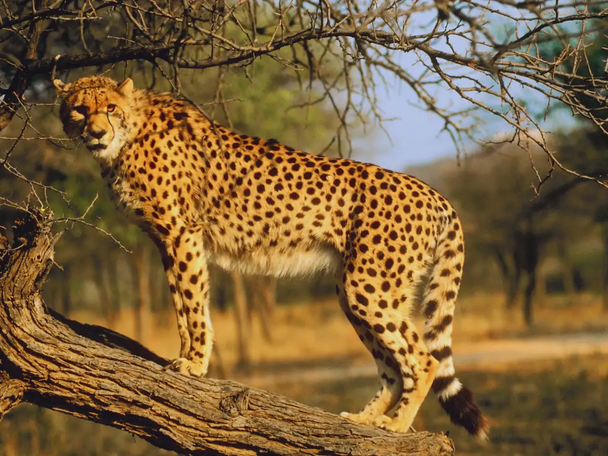 After quarantine, 2 Botswana cheetahs released into wild in MP's Kuno