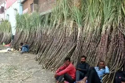 Rs 10 sugarcane FRP hike: Small raise, big questions for farmers and mills