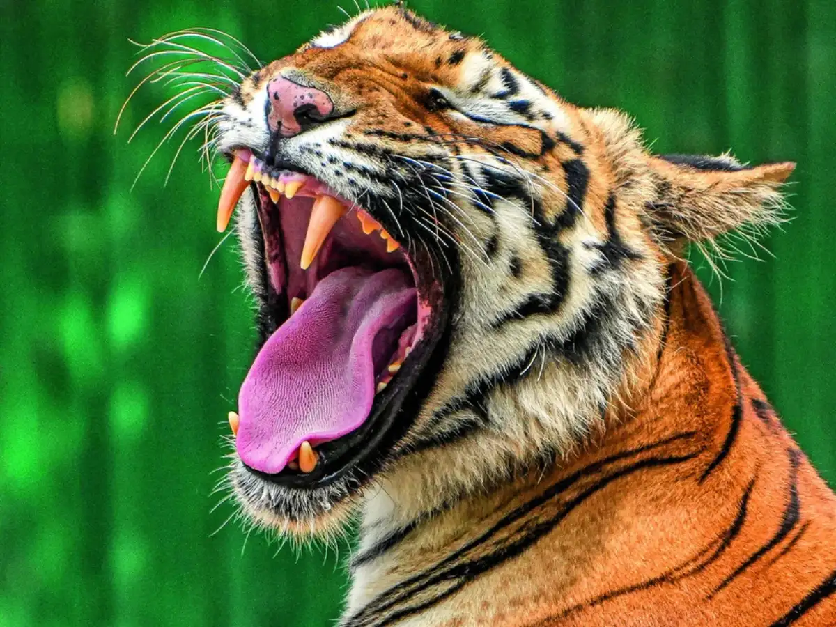 New Delhi to host first International Big Cat Alliance summit in June, global conservation push planned