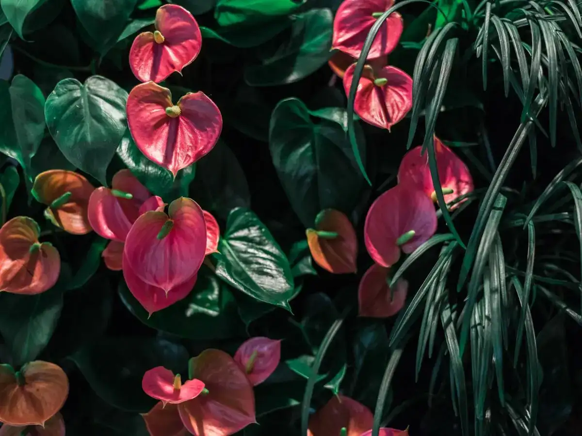 6 easy indoor flower plants you can grow in your home