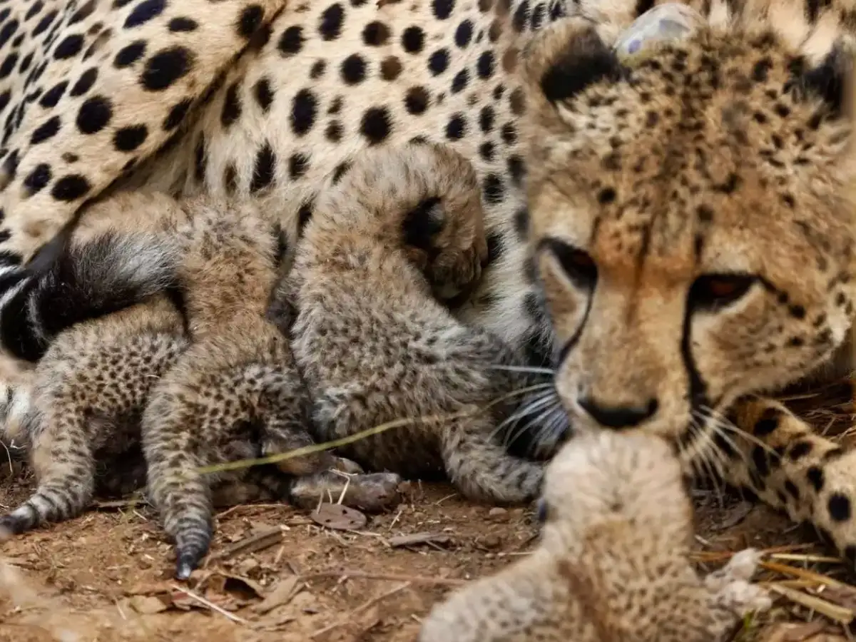 Born a month ago, 4 cheetah cubs found dead in MP's Kuno National Park