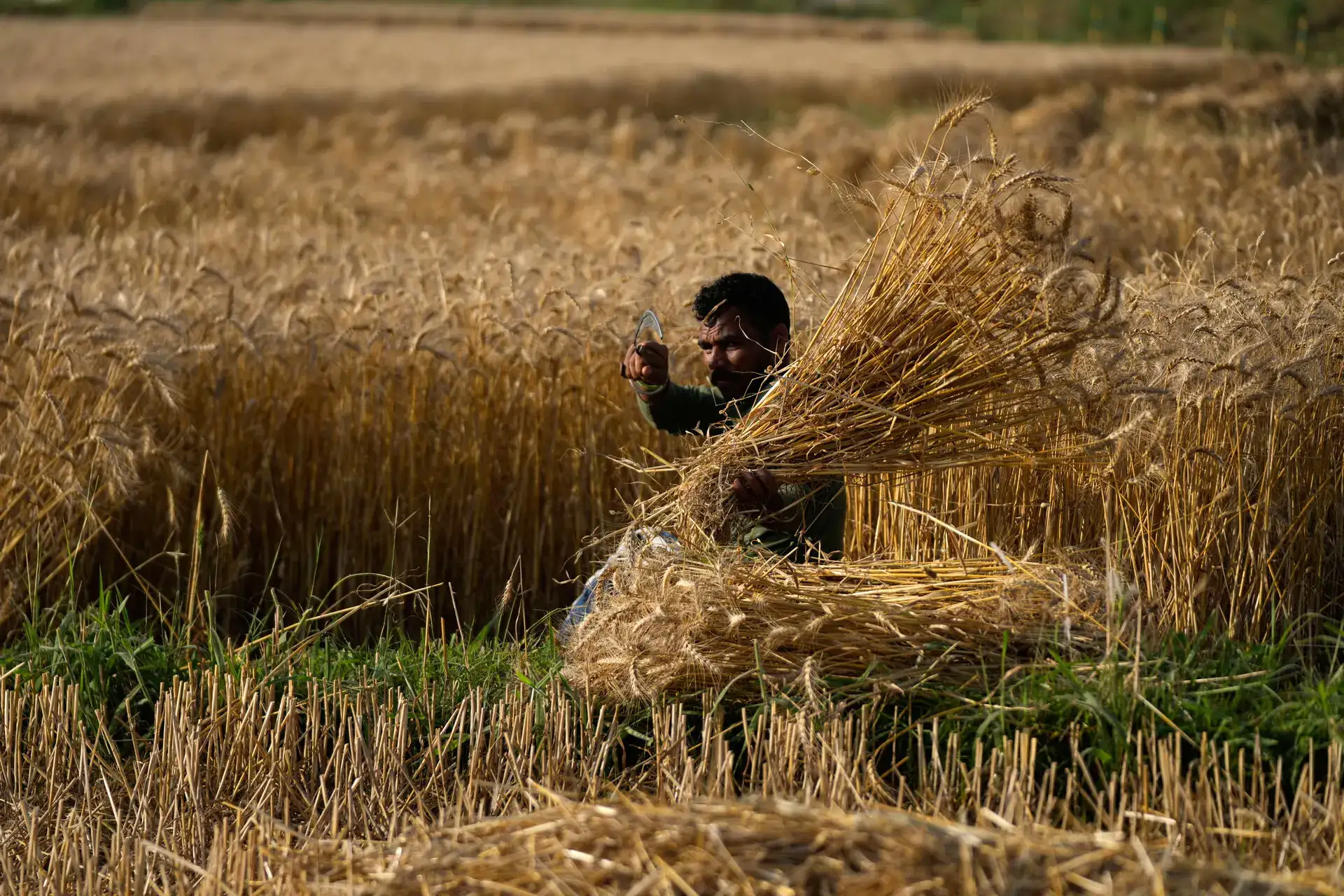 India books phosphate fertilizer at 40% above pre-war prices