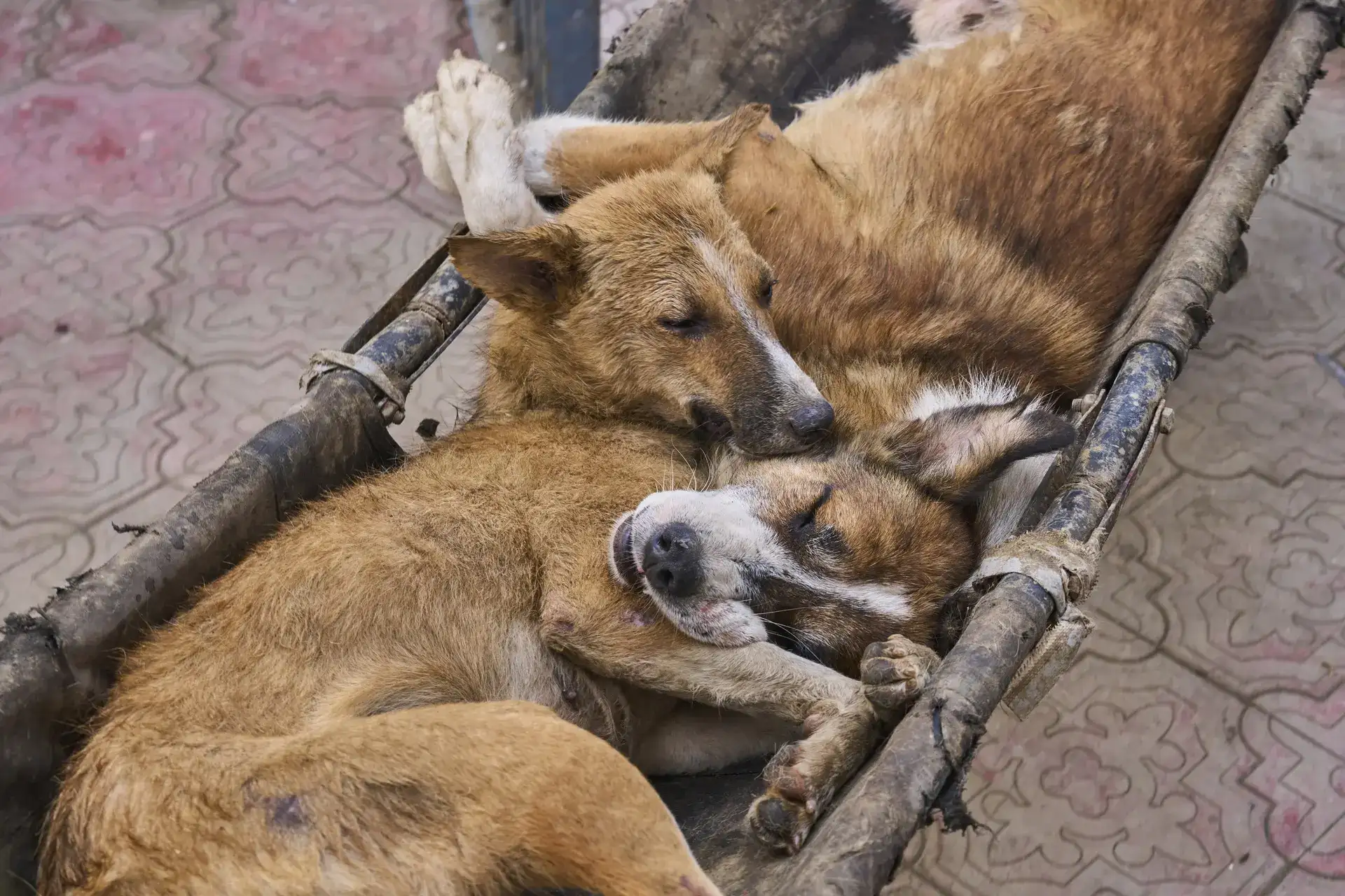 SC refuses to recall order on shifting stray dogs from public places to shelters