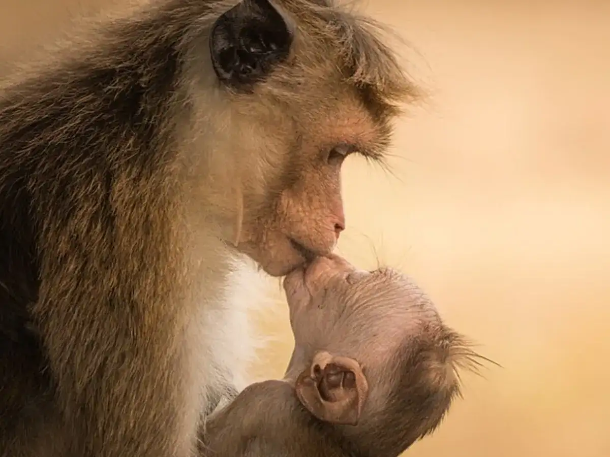 Simian Behavior Why macaques and humans start copying each other in shared spaces - The ...