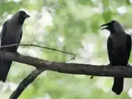 Hearing crows in your garden during the day? Here’s what it may mean and why it could be a good sign