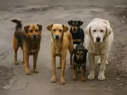SC refuses to recall its order on stray dogs