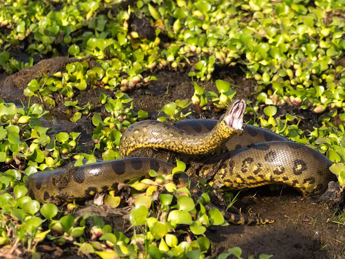 green anaconda: Green anacondas are the world’s heaviest snakes: Here’s ...