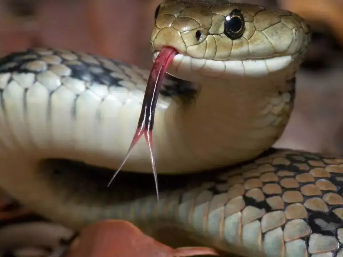 She left city life to work in the village, now earns over Rs 1 crore a year from 60,000 venomous snakes