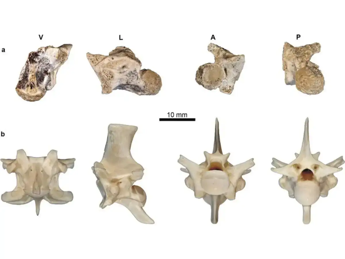 Picture of Forget king cobras, this extinct Greek snake may have been far heavier ...