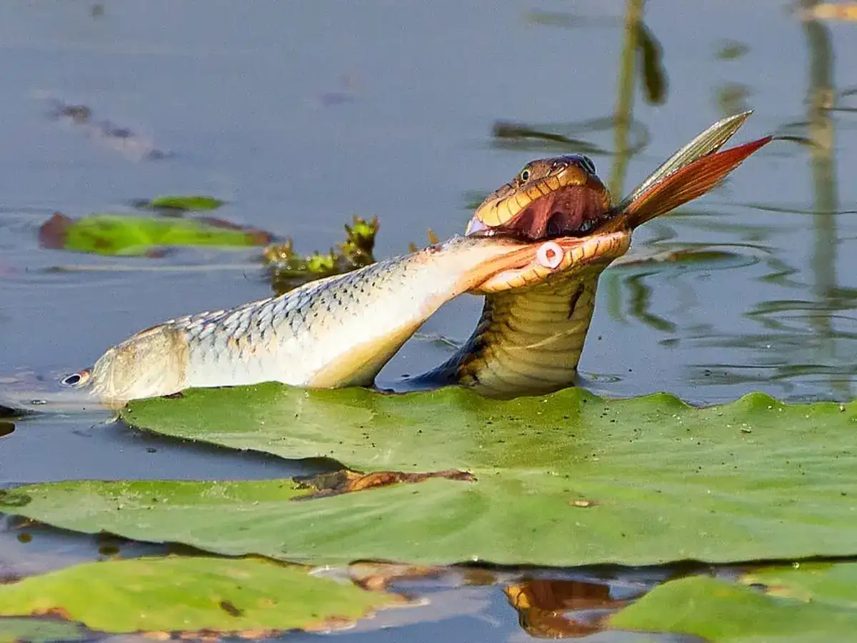 Northern water snake size explained: Why this harmless snake can look massive