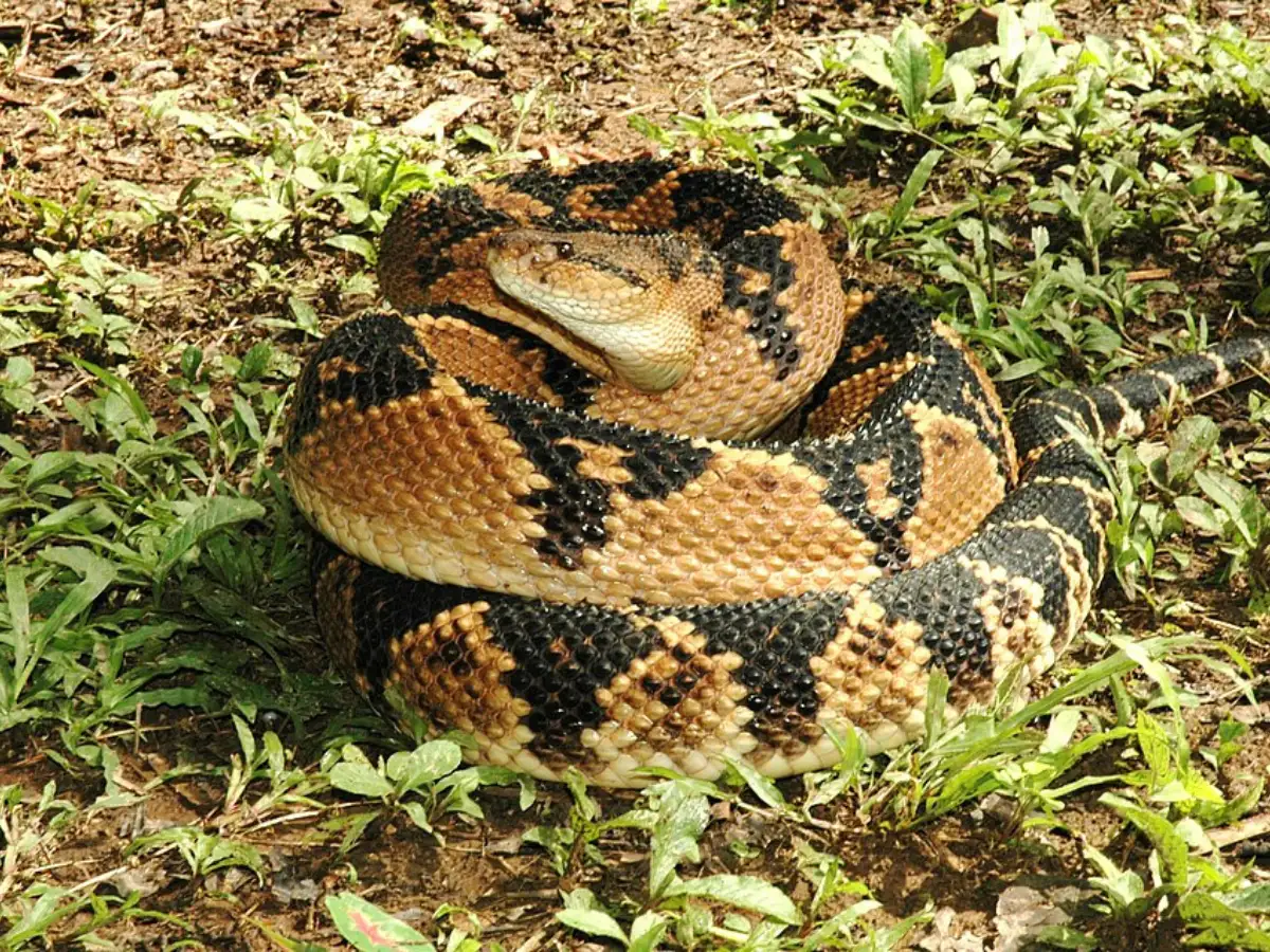 The Bushmaster Is the Longest Venomous Snake in the Americas: But Scientists Are Careful About What That Actually Means
