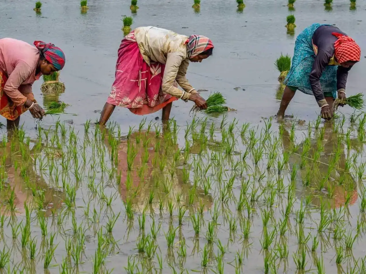 El Nino threat: Centre rolls out kharif contingency plan to shield crops