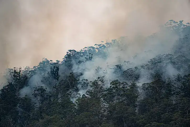 Climate change threatens global plant species as habitats shrink