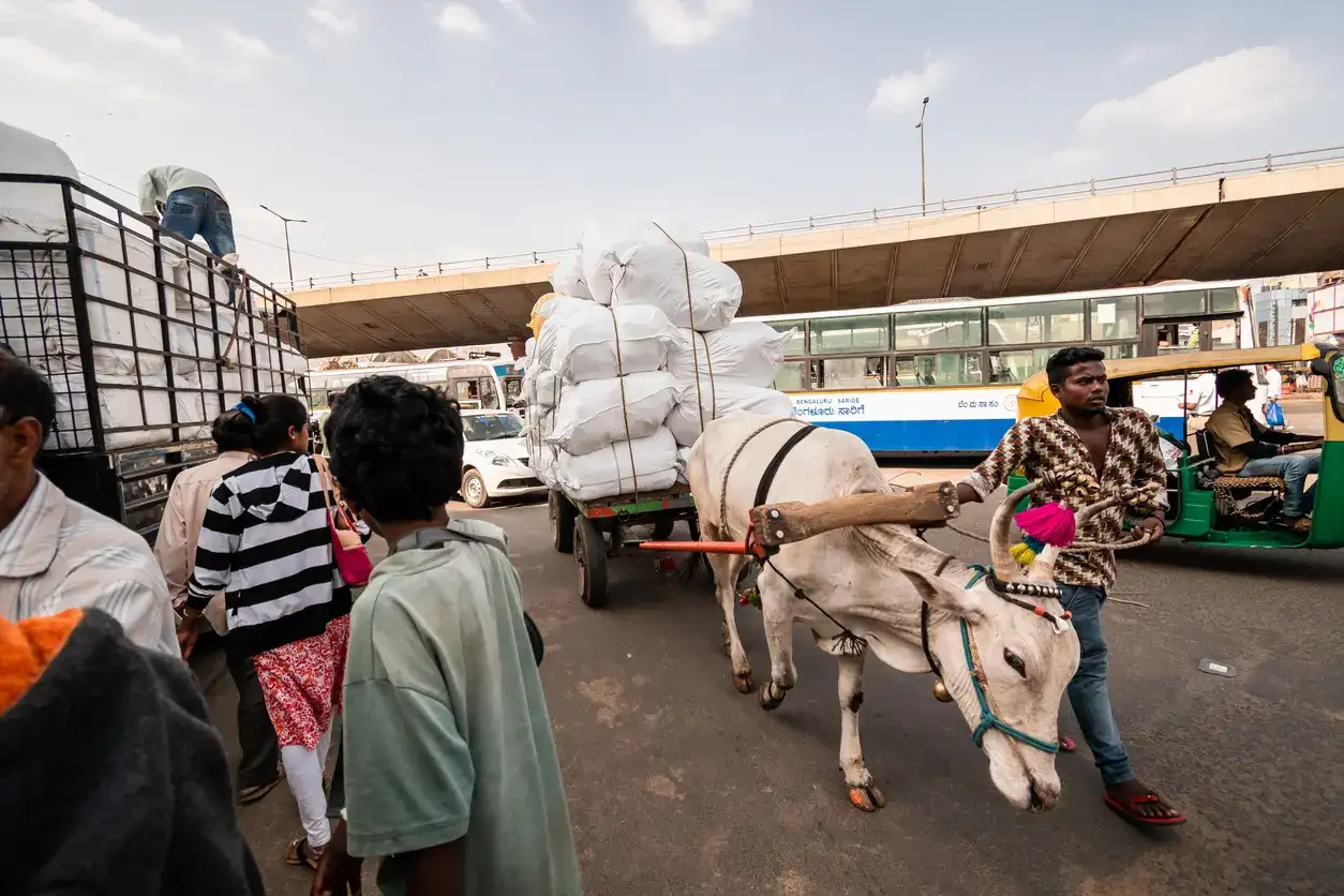Bullock carts make a comeback in Jharkhand’s Hazaribag as fuel crisis disrupts transport and raises fares