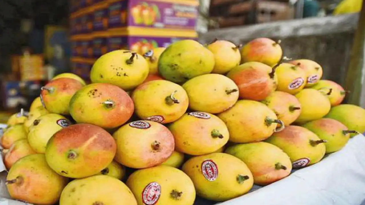 No love in Tokyo for mangoes from India this season