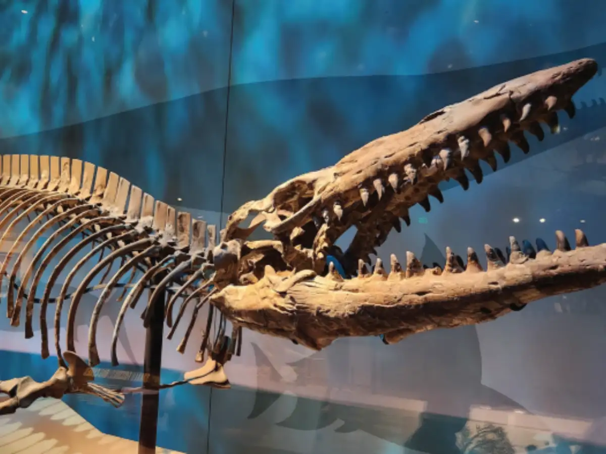 ‘T. rex of the Sea’: Scientists discover 43-foot ‘King of the Tylosaurs’ that terrorized oceans 145 million years ago