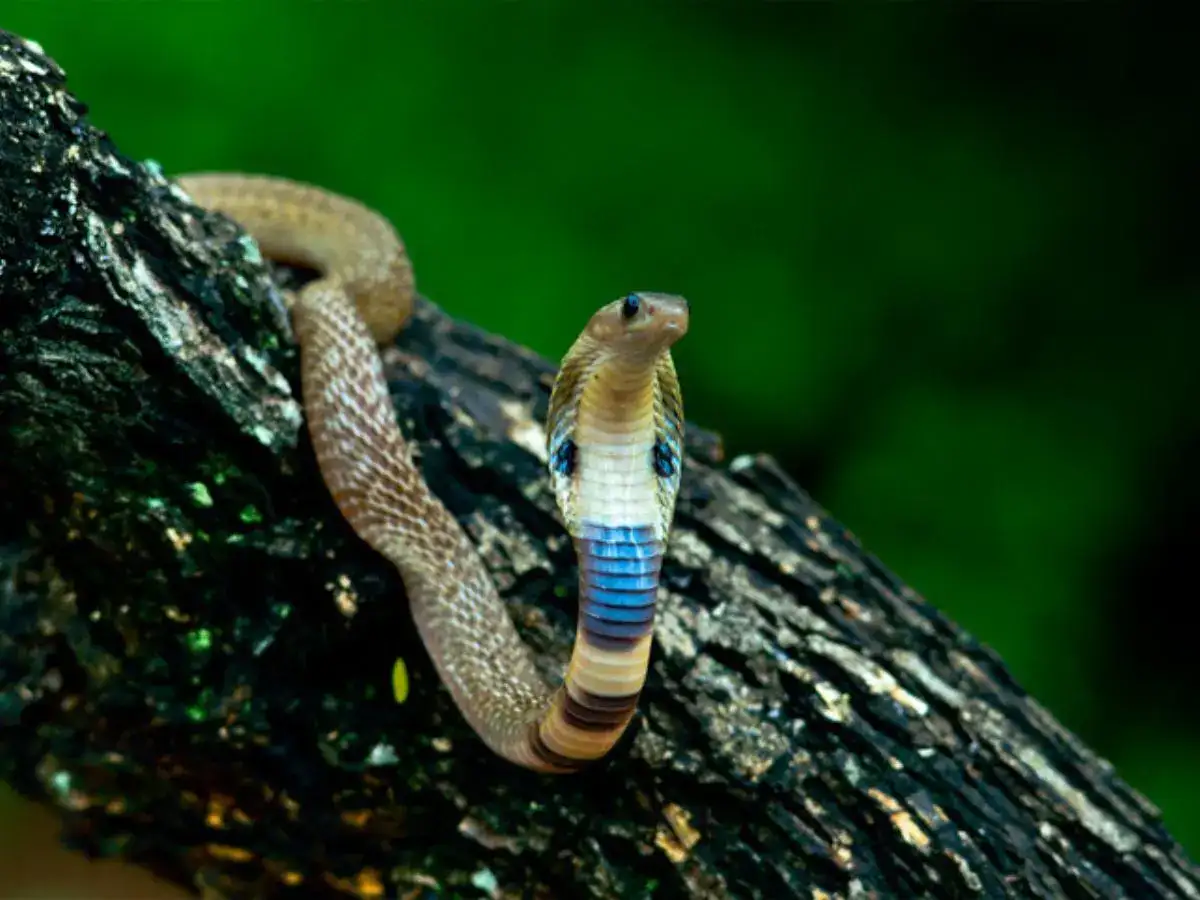 5 outdoor spots around homes where snakes hide during summer
