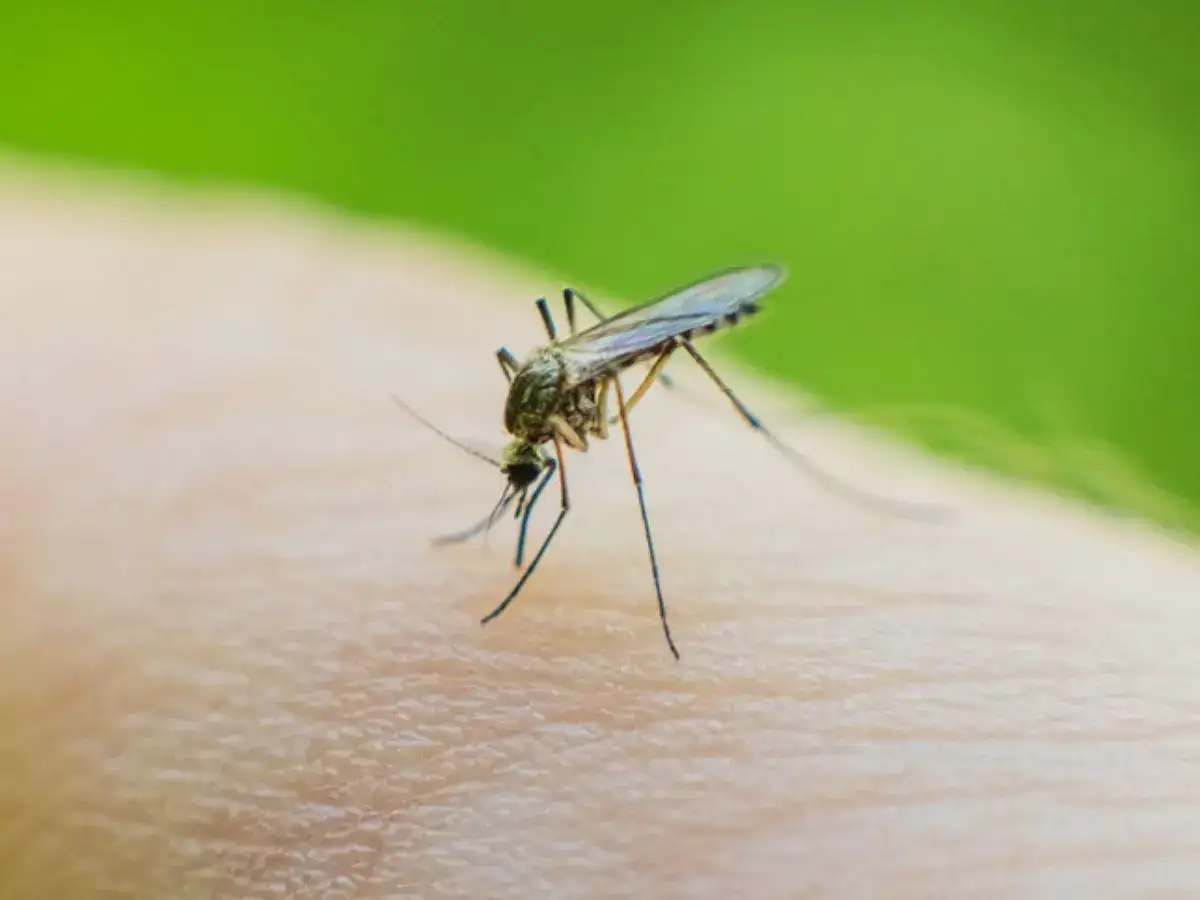 5 easy ways to keep mosquitoes away without a mosquito net