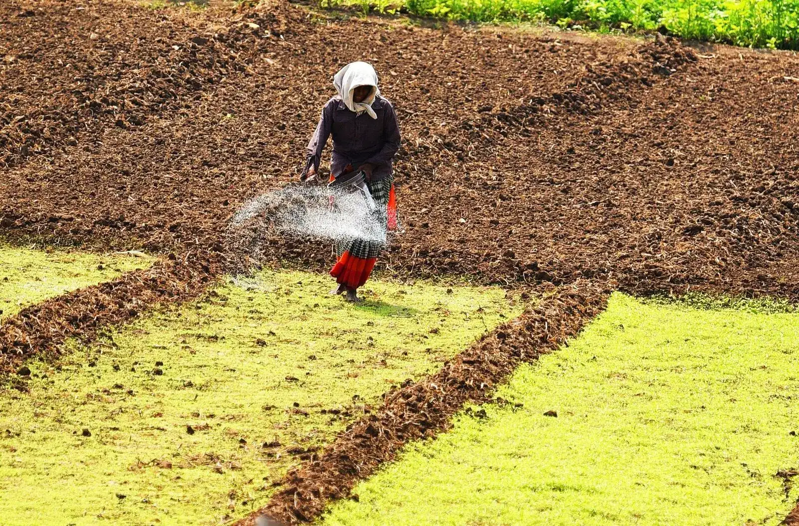 Centre plans digital trail for fertiliser subsidies via AgriStack