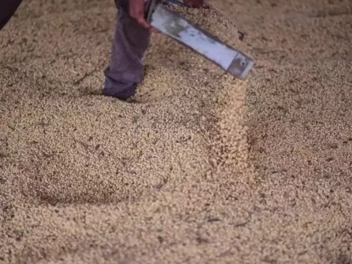 India cancels soymeal export deals, turns to Africa for soybean imports